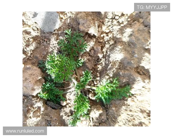 光阴的摇摆：在“舂去舂又回”中寻觅生命真谛